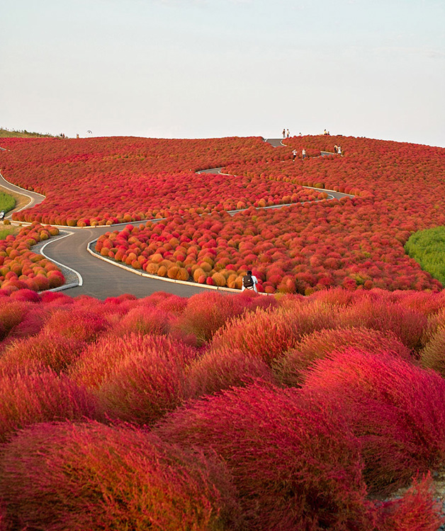 Hitachi Seaside Park - Japão