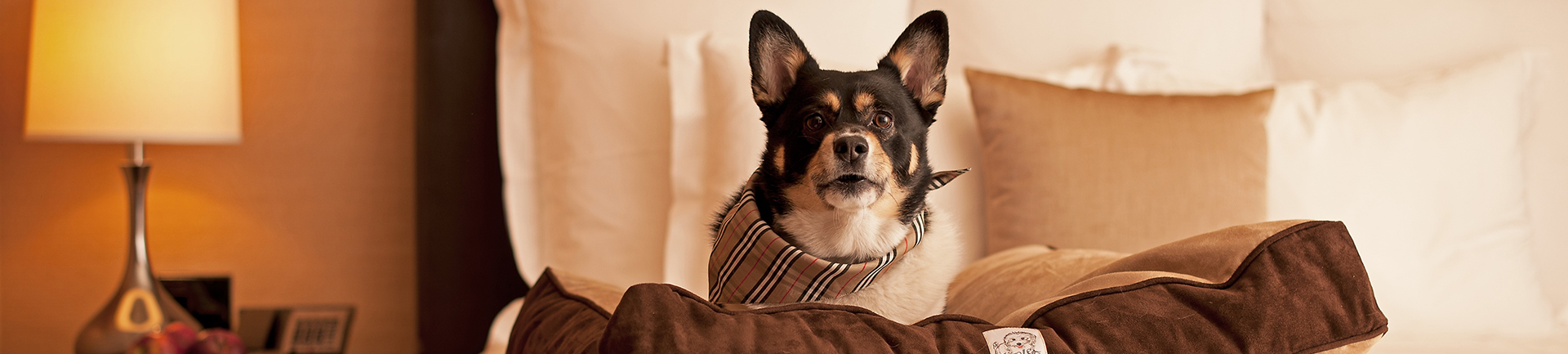Cachorro aproveitando a hospedagem do Grand Hyatt São Paulo