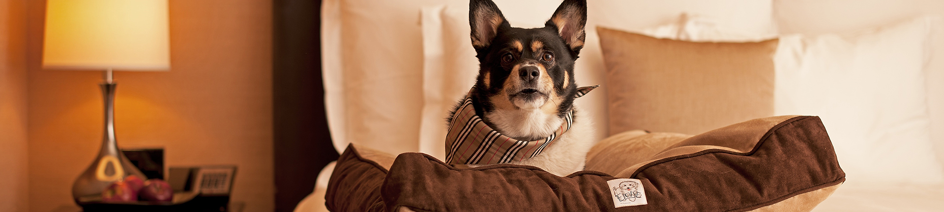 Pet curtindo a suite de luxo pet friendly na hospedagem Grand Hyatt São Paulo d